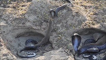 The Mongoose, the Fallen Snake, and the Unexpected Attack || wildlife jogi