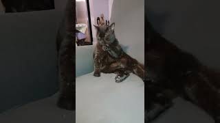 I'm Singing to My Cat Sabre (my apologies) But He likes it