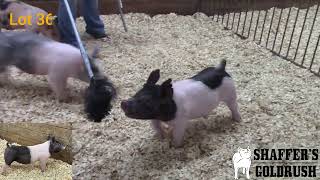 Pen SB 8 Crossbred Gilts 3/8/2022 Online Sale