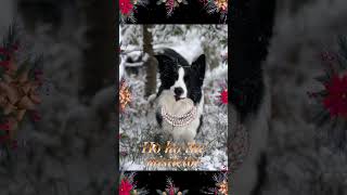 Storm are wishing all our friends and followers a very merry Christmas!🎅❤️🎄🤶 by The dancing Border Collies 57 views 1 year ago 1 minute, 1 second