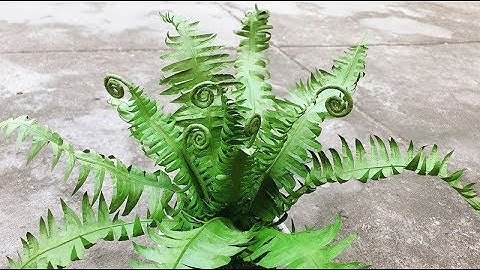 ABC TV | How To Make Paper Tree Fern - Craft Tutorial