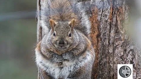 Où vivent les écureuil gris ?