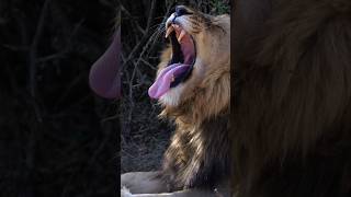 Lion Yawn 🥱 🦁