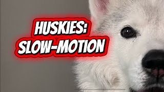 Majestic Huskies in Slow Motion | The Beauty, Power, and Grace of Siberian Huskies screenshot 4