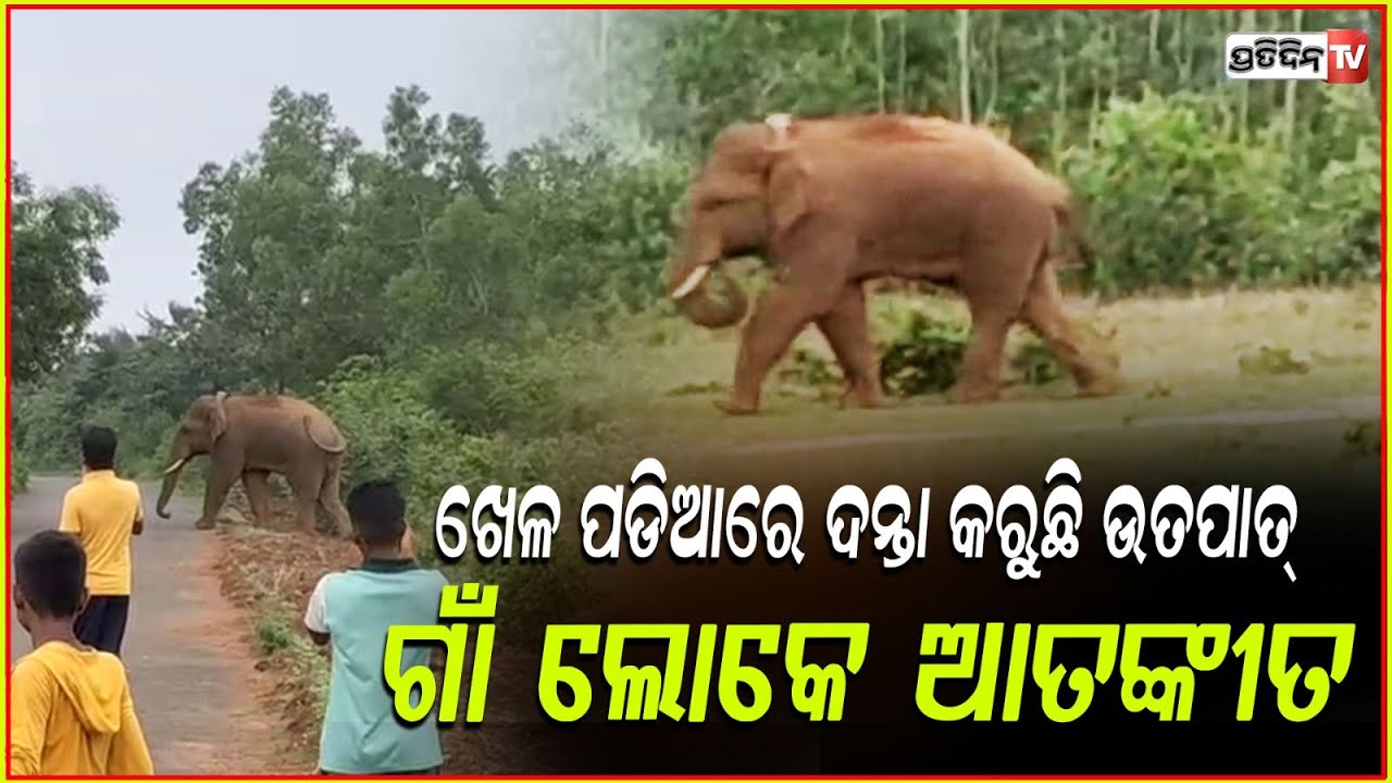 ଜଙ୍ଗଲରେ ଦେଖାଦେଇଛି ଖାଦ୍ୟ ଅଭାବ,ଗାଁ ରେ ଉତ୍ପାତ  କରୁଛନ୍ତି ଗୋଠ ଛଡା ଦନ୍ତା ! Elephant Attack in khordha