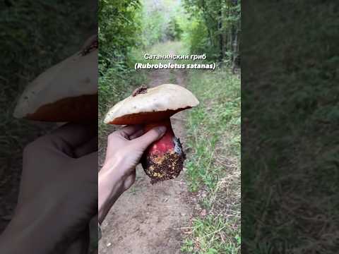 Плодовое тело сатанинского гриба. #грибы #forest #nature #mushroom