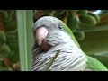 MONK PARAKEETS (QUAKER PARROTS) IN MALAGA, SPAIN.