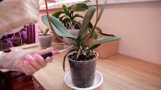 видео: Купила орхидею уценку. Что дальше... Обработка. Нужна ли пересадка. картинка: Купила орхидею уценку. Что дальше... Обработка. Нужна ли пересадка.