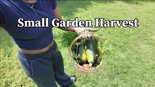 Small Garden Harvest | Everything We Picked from Our Backyard Garden! 🥒🥕