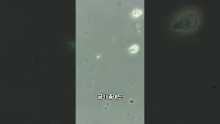 비 맞지 마세요! 제발! #microscope #이건몰…