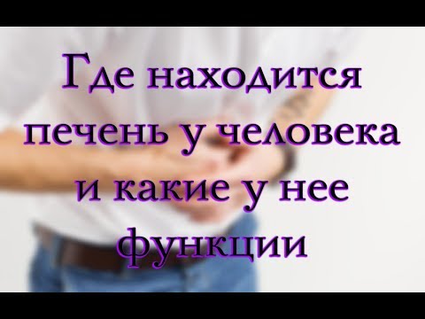 Печень человека - анатомия, строение и функции печени