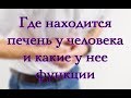 Печень человека - анатомия, строение и функции печени