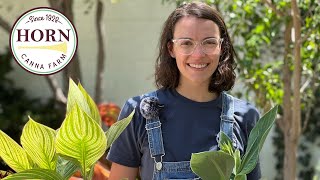 Instant Combination Pots with Canna Plants