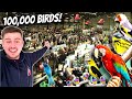 Massive bird market in the uk  stafford 2024