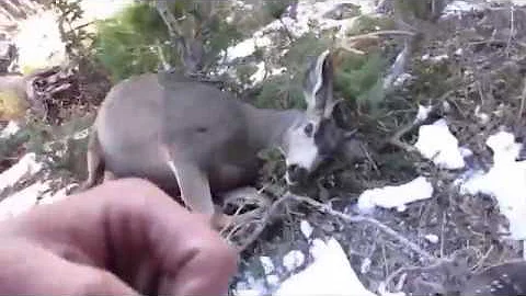 2017 High Country Muzzle Loader Mule Deer Brandon Pitcher