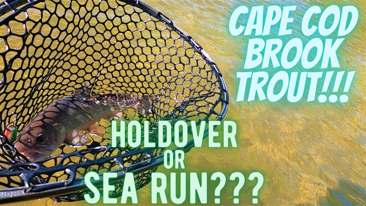 Trout fishing a NEW LAKE on CAPE COD!!!( Kettle pond fed by a HERRING