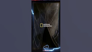 CICADES? Tell Me More - SCUM Gameplay 2023 #scum #shorts