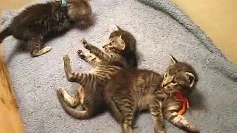 Video 1028731: savannah cat, silver savannah, savannah male, kitten