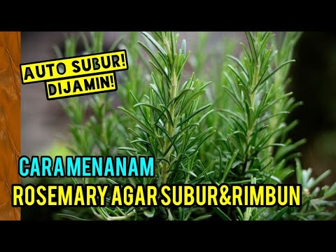 Video: Rosemary di rumah: penanaman dan penjagaan. Bagaimana untuk menanam rosemary di rumah?