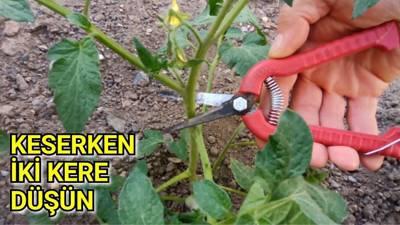 Domatesi Budarken İki Kere Düşünün