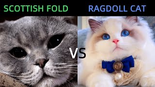 Scottish Fold VS Ragdoll Cat：Which One Are Beautiful ?