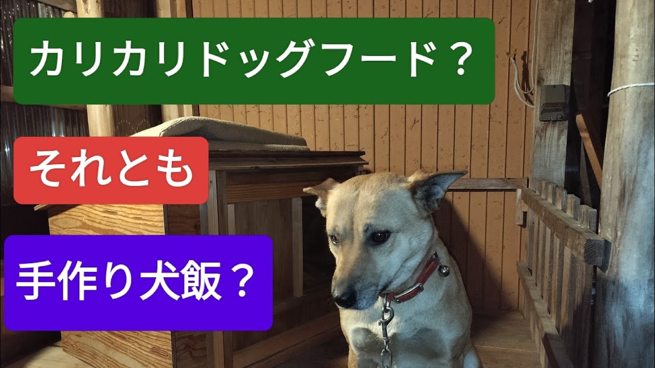 カリカリドッグフードvs手作り犬飯