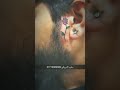 تاتو ورده في الوجه تاتو ورده في الوجه