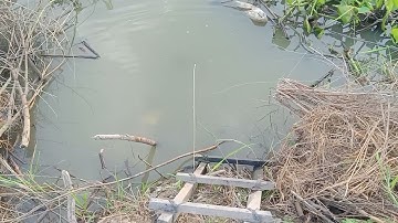 Cắm Câu cá đồng cá lóc cá trê cá rô