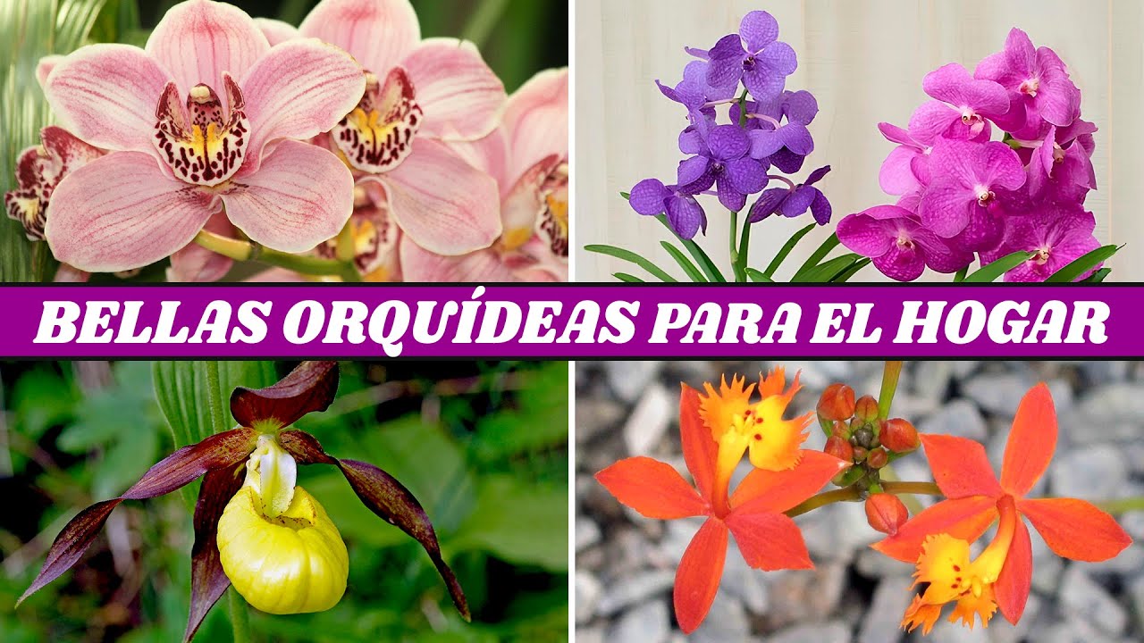 10 Hermosas Orquídeas para Cultivar en Casa