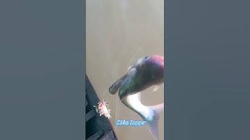 #Shorts / Câu cá dứa cá xác sọc quá phê miền tây sông nước #KiềmRapper