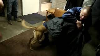 DefenderDogs Devil