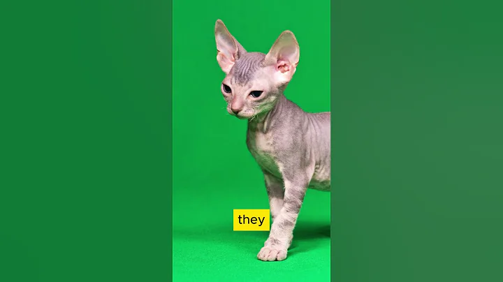 Watch the video about Looking for a Hairless Cat? Meet the Amazing Don Sphynx!