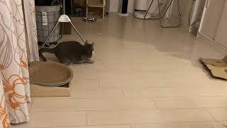 【猫のおもちゃ】運動不足解消！自動レーザーポインター