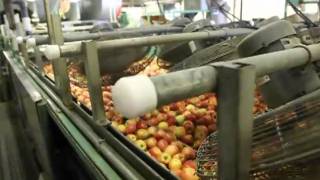 Washing and Waxing Apples