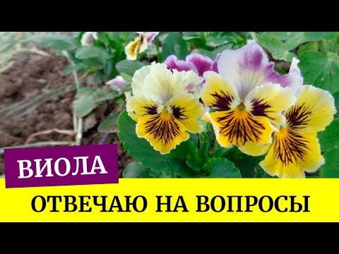 🌺Виола взошла. Отвечаю на вопросы. Грунт для виолы, хорошая всхожесть (Анютины глазки)🌺