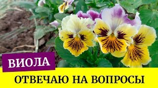 видео: 🌺Виола взошла. Отвечаю на вопросы. Грунт для виолы, хорошая всхожесть (Анютины глазки)🌺 картинка: 🌺Виола взошла. Отвечаю на вопросы. Грунт для виолы, хорошая всхожесть (Анютины глазки)🌺