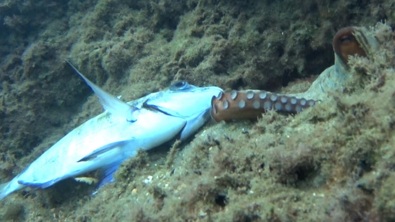 🔱 Χταπόδι Τρωει Μεγάλο Σαργο 🔱                              🐙 Octopus Eats A Whole Fish!! 🐙