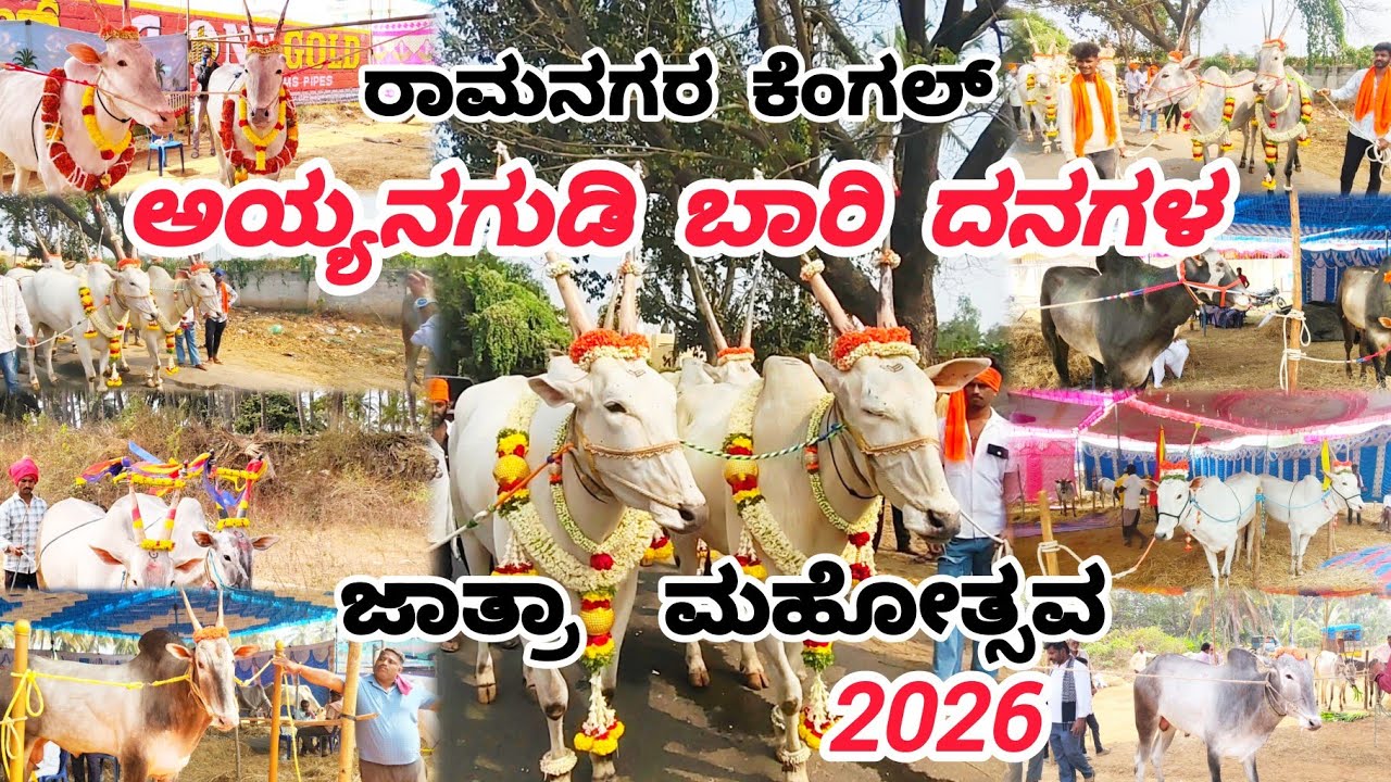 ಅಯ್ಯನ ಗುಡಿ  ಬಾರಿ ದನಗಳ ಜಾತ್ರಾ ಮಹೋತ್ಸವ 2026 | Ramangara| 