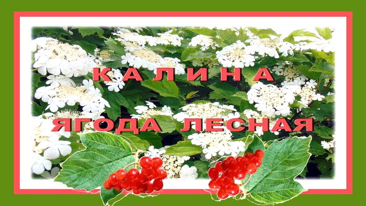 Цветёт калина ягода лесная Стихи и песня о цветущей калине - YouTube