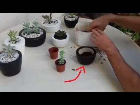 PLANTANDO SUCULENTAS EM VASOS E DICAS DE CULTIVO