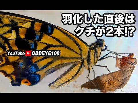 アゲハチョウサナギ羽化 直後はクチのクルクルが二本ある Youtube