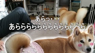 柴犬小春　【オムツ生活開始】愛犬のヒートに気づく飼い主はいつもこんな感じKoharu's Diaper Routine