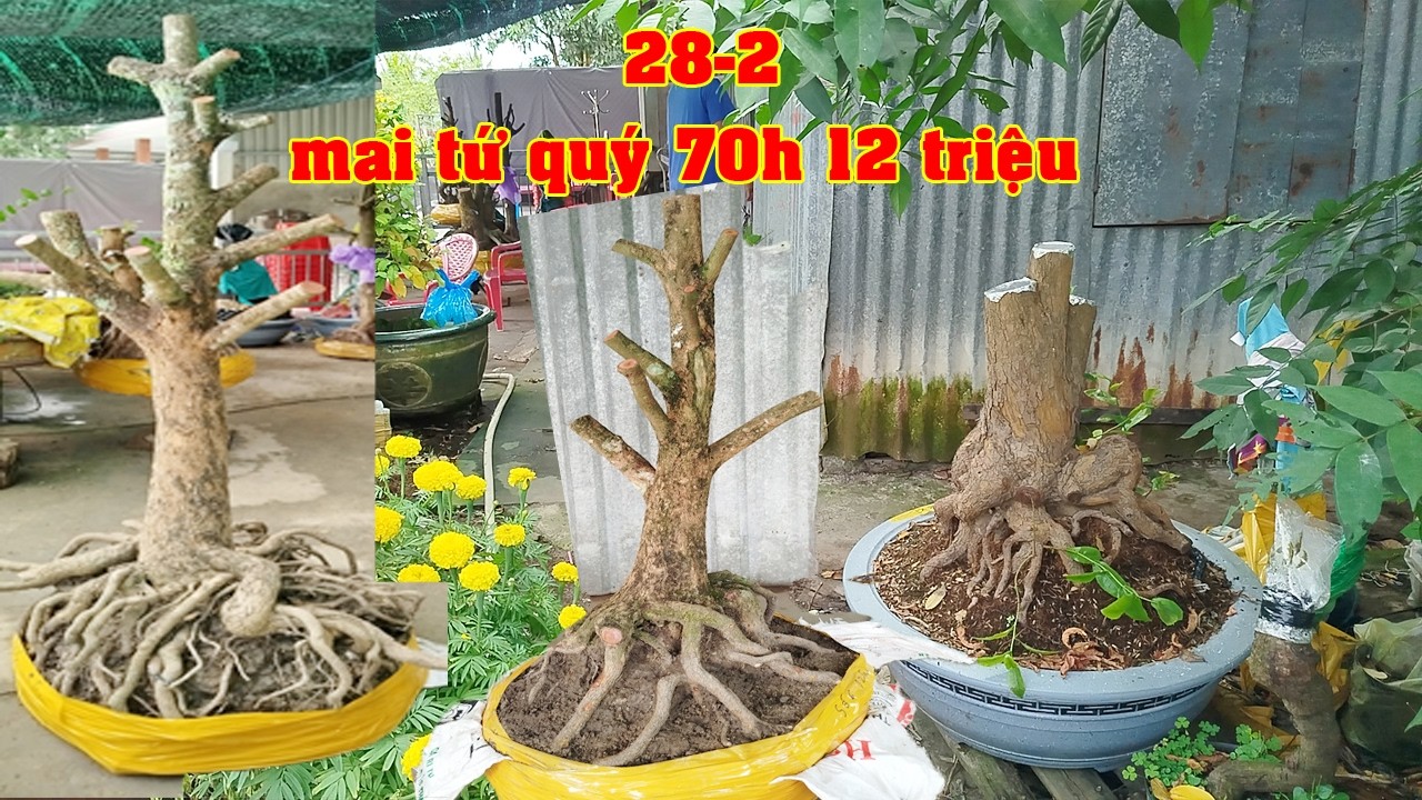 Phôi Mai Tứ Qúy 0855721925 Anh Hưng | Tứ Qúy Miệt Vườn