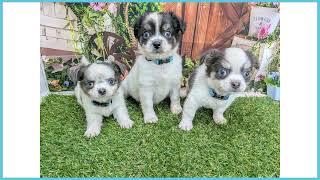 740926 チワワ（ロングコート） - YouTube