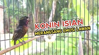 Download Lagu Pancingan konin isian, bikin konin lain panas dan ikut gacor MP3 Download Lagu Pancingan konin isian, bikin konin lain panas dan ikut gacor MP3