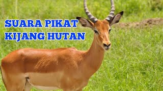 Download Lagu Suara Pikat Kijang Hutan MP3 Download Lagu Suara Pikat Kijang Hutan MP3