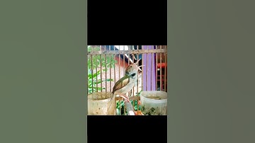 tembakan pedas prenjak lumut#prenjakgunung #prenjaklumutgacor #prenjakmerah #shorts
