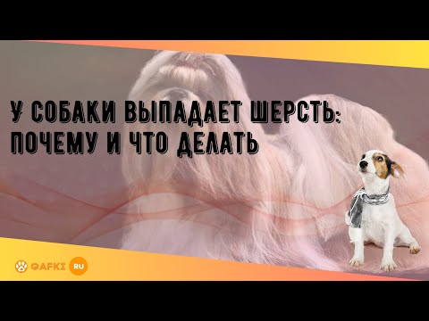 У собаки выпадает шерсть: почему и что делать