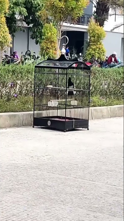 selamat pagi para kicau mania selamat beraktivitas😇#shorts