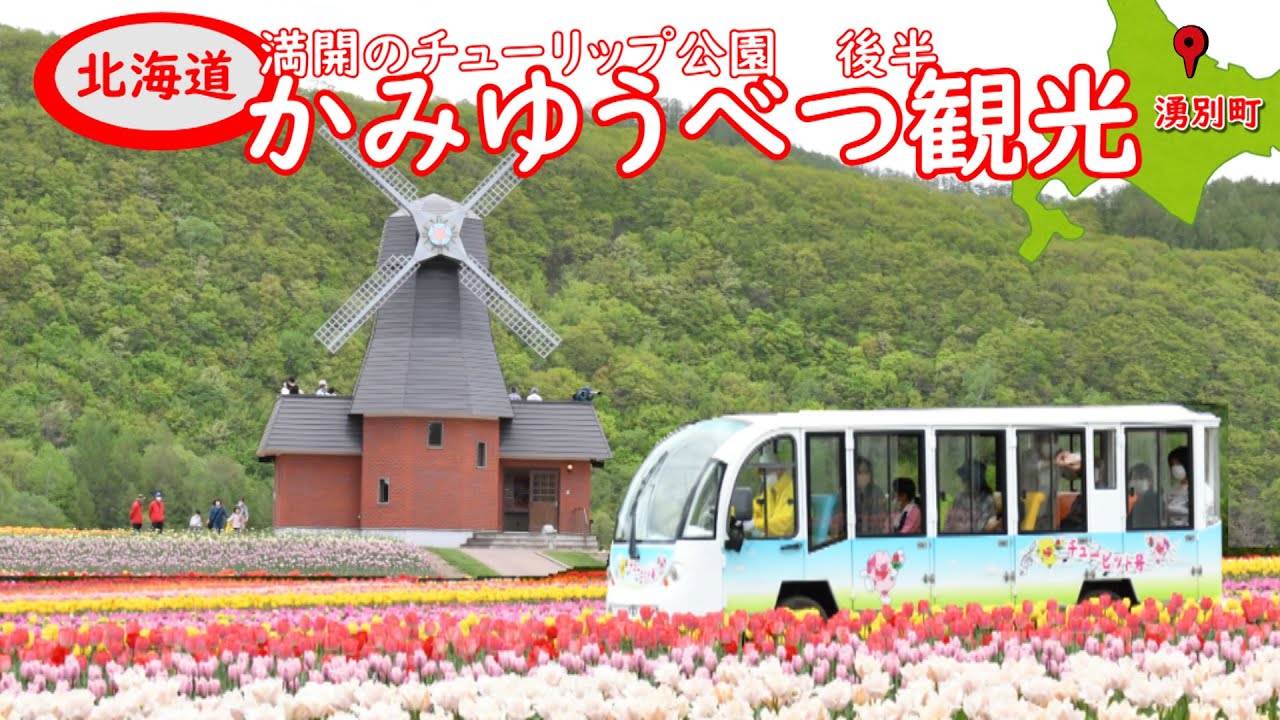 ゆうべつ　湧別　チューピット　上湧別　大・小セット　チューリップ ゆうべつ 湧別 チューピット 上湧別 大・小セット チューリップ